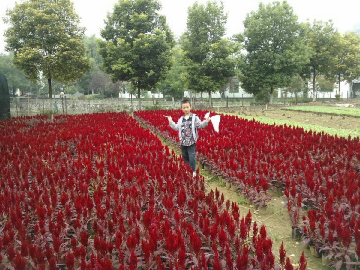 祖国的花朵