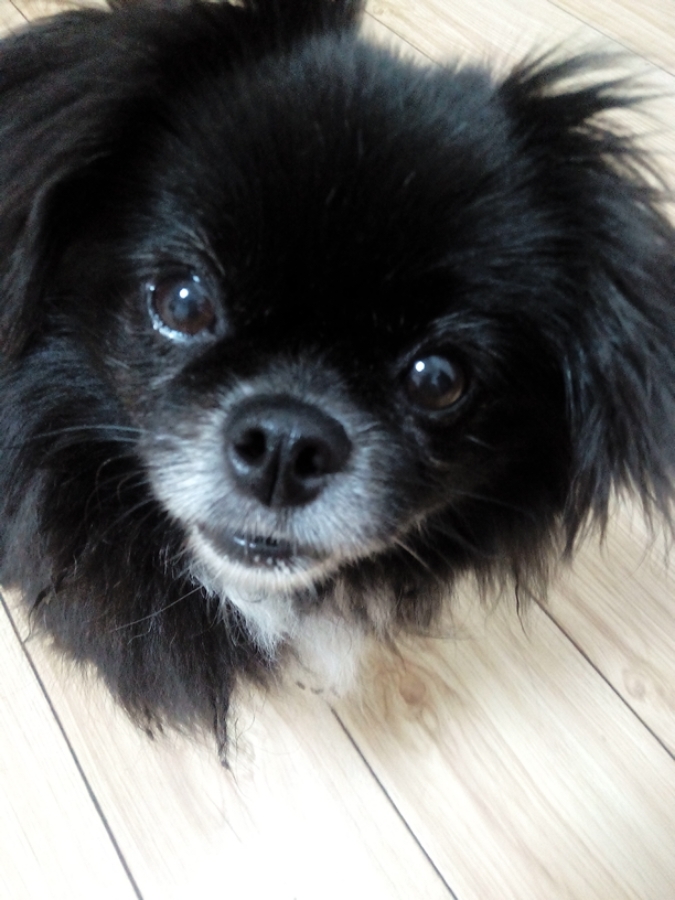 萌狗狗