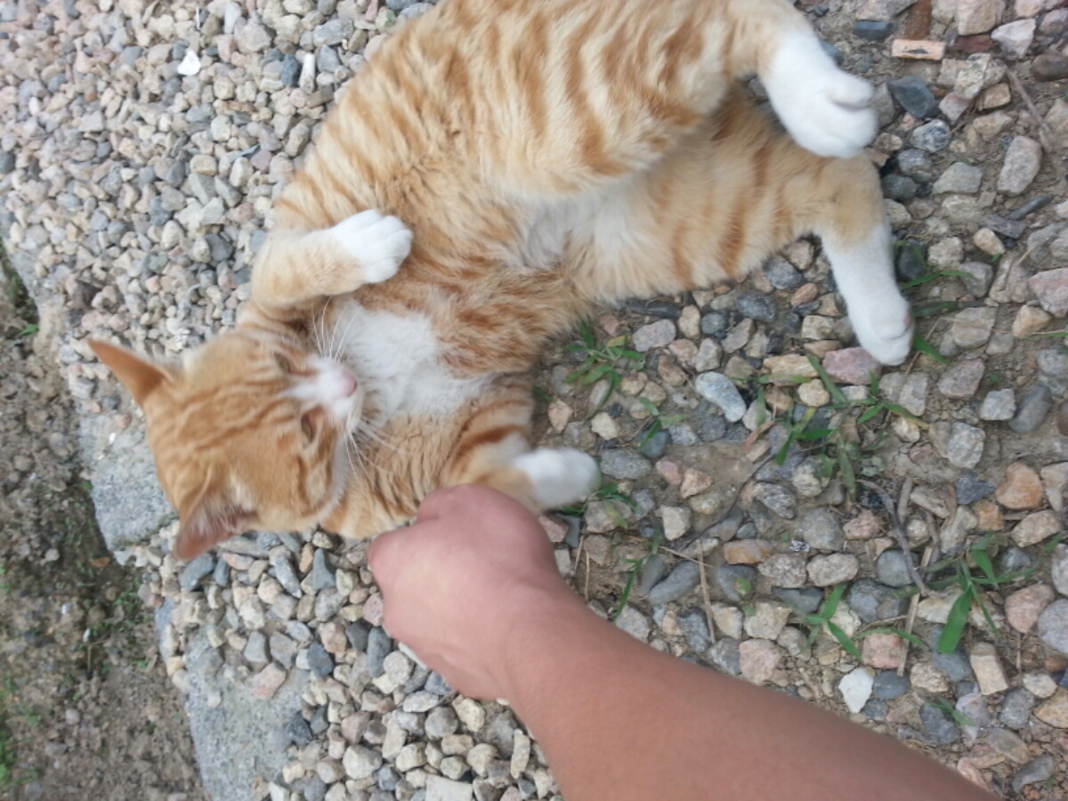 可爱的小猫