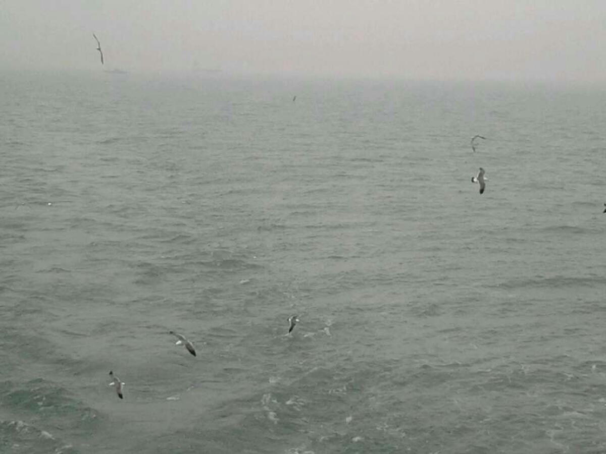 海鸥