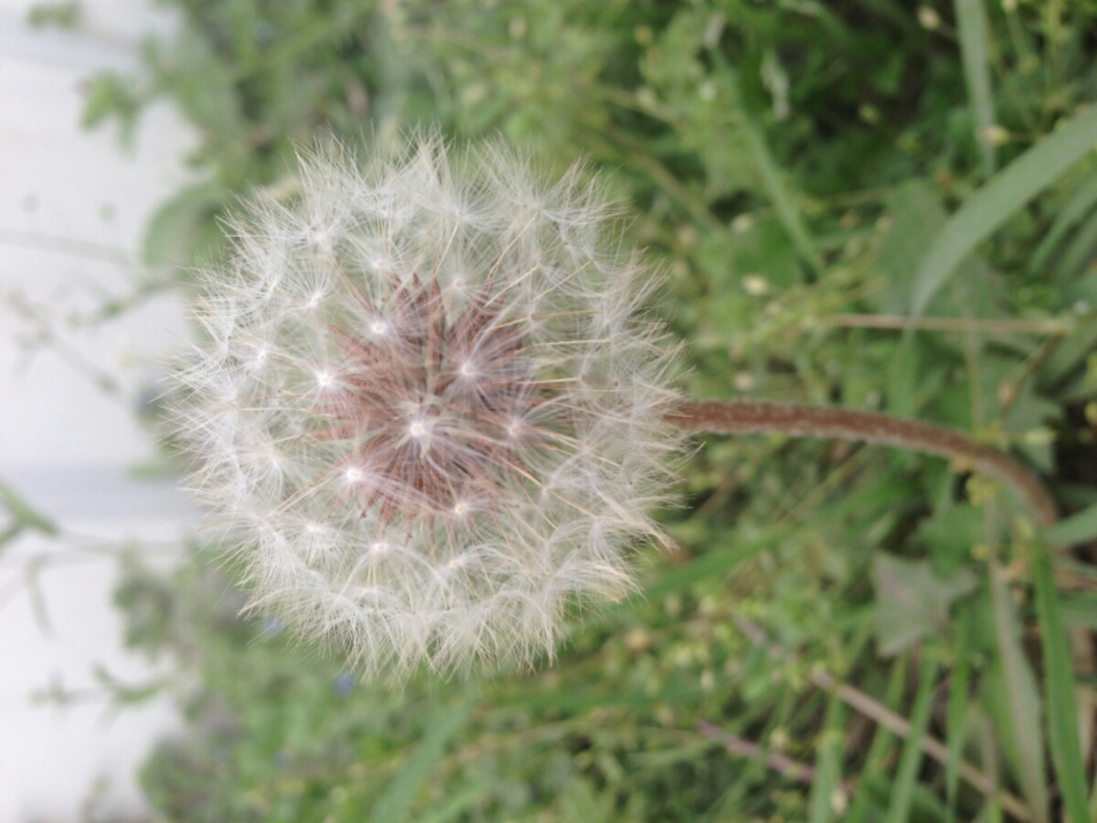 蒲公英的约定