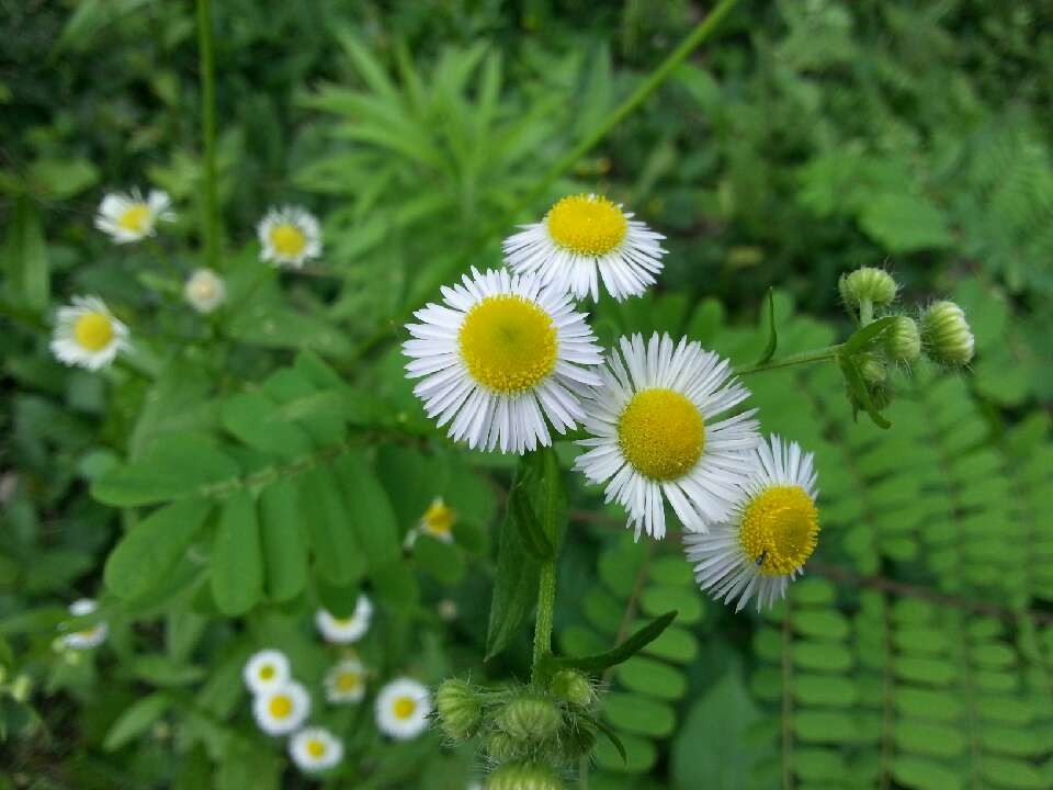 野菊花的春天