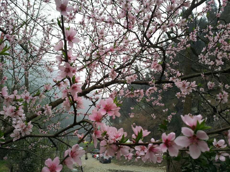 桃花依旧笑春风