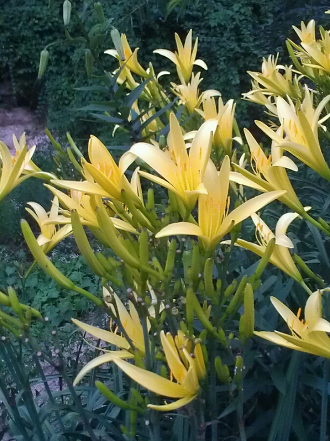 黄花斗艳