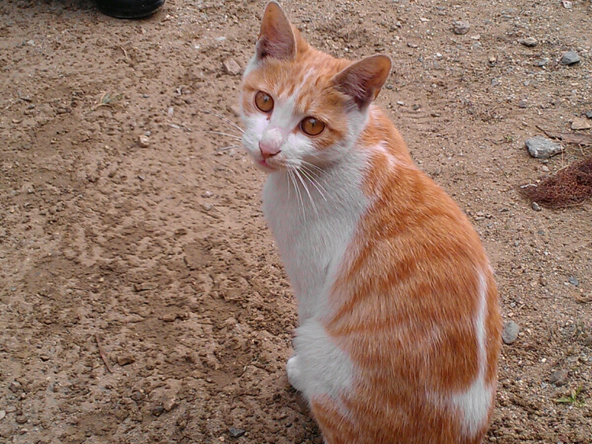 小猫