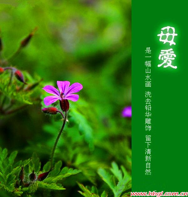 致母亲