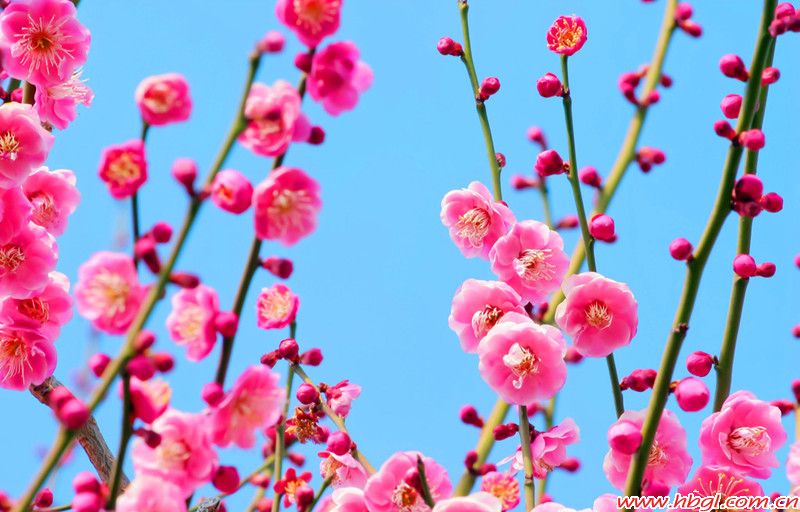 梅花香自苦寒来