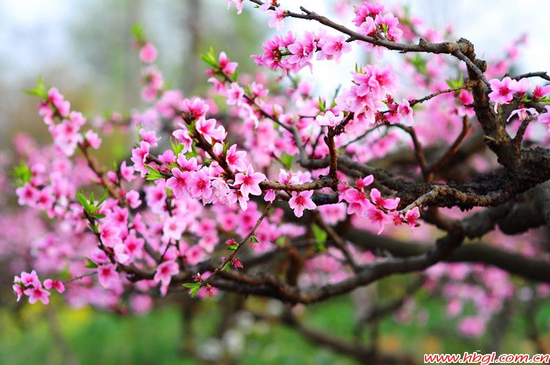 阳春三月桃花开