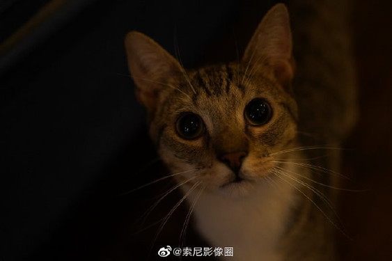 索尼发布新全画幅广角定焦镜头 F1.8光圈/35mm焦段  CNMO